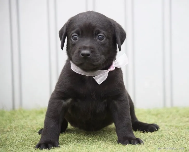 J.H 様のお迎えした子犬