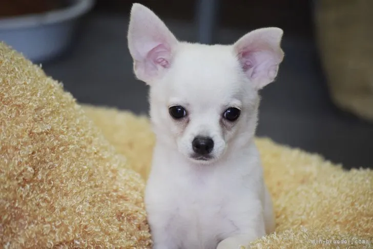 ルーちゃんママ 様のお迎えした子犬