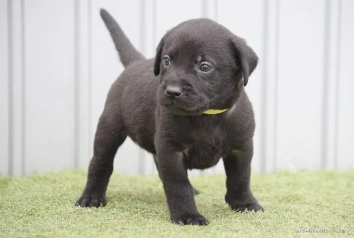 みとあき 様のお迎えした子犬