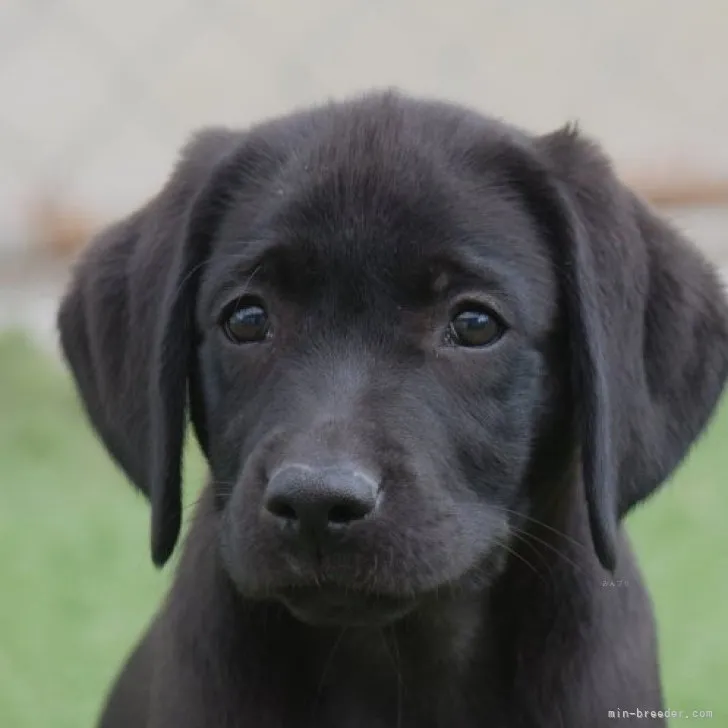 E.O 様のお迎えした子犬