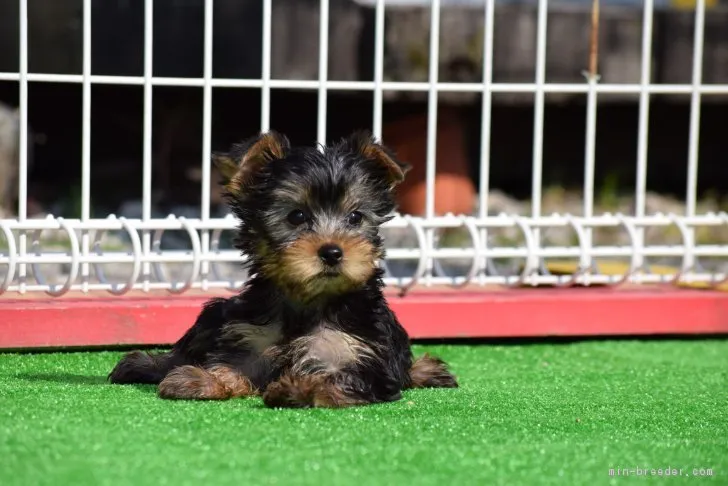 M 様のお迎えした子犬