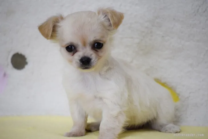 A.M 様のお迎えした子犬