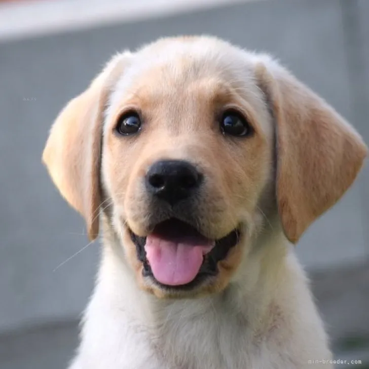 どれみ 様のお迎えした子犬