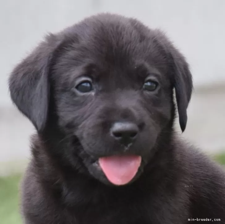 M.K 様のお迎えした子犬