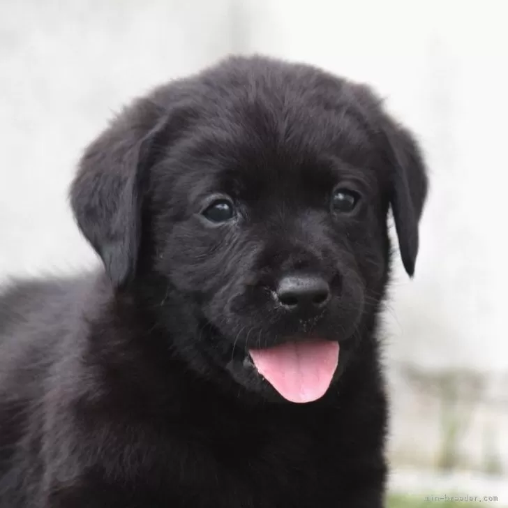 K.M 様のお迎えした子犬