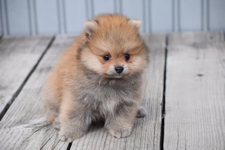 みー 様のお迎えした子犬