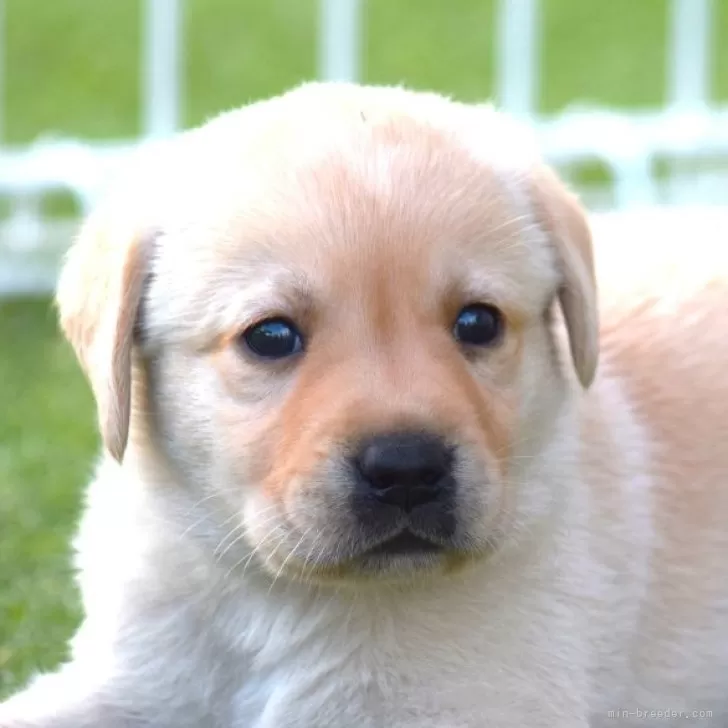 ちか 様のお迎えした子犬