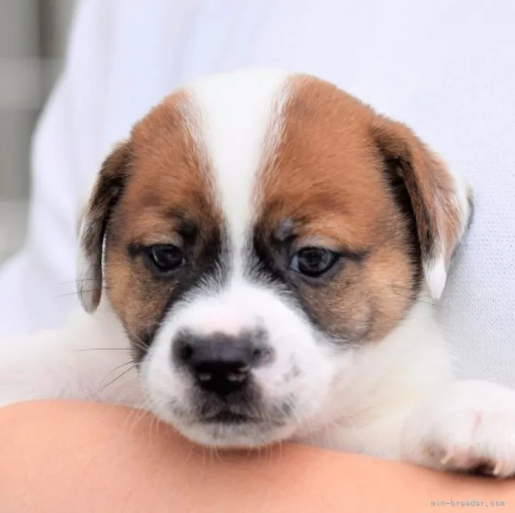 ID:2305-03641の子犬