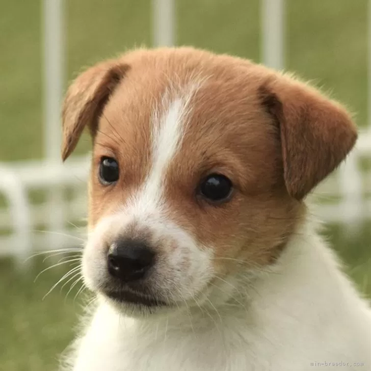 ID:2408-01313の子犬
