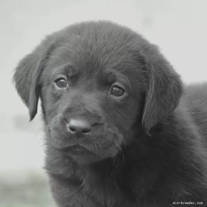 ID:2404-06793の子犬