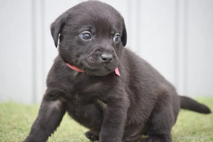 おうじ 様のお迎えした子犬