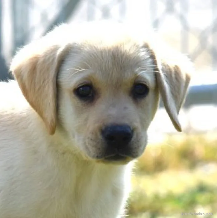 N.Y 様のお迎えした子犬