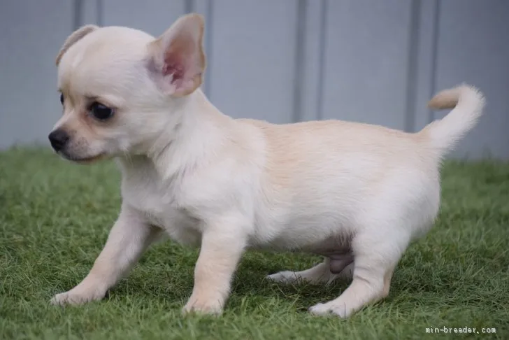 シンデレラ 様のお迎えした子犬
