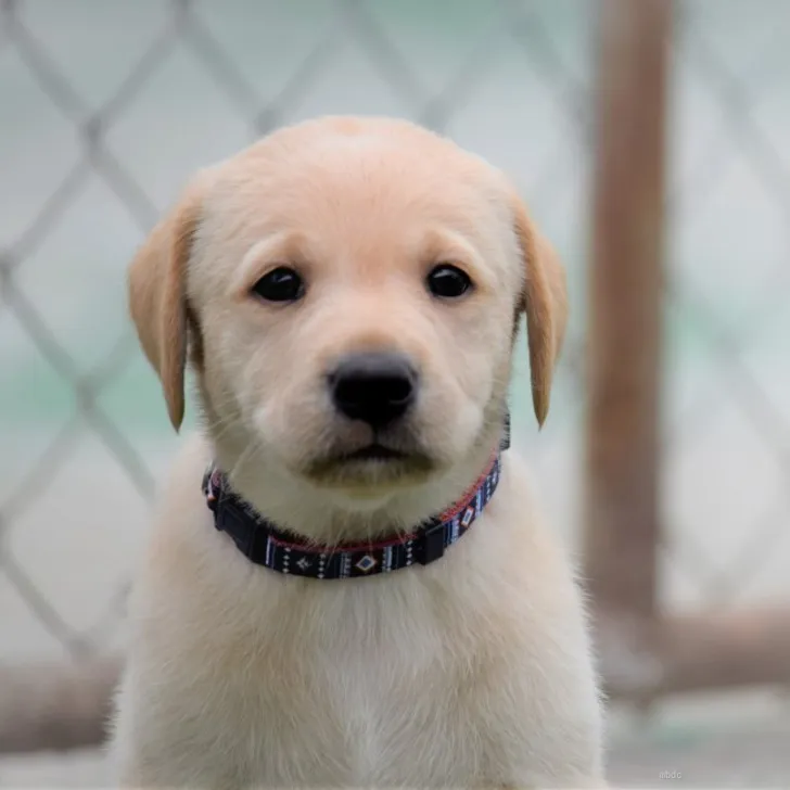 ID:2205-02487の子犬