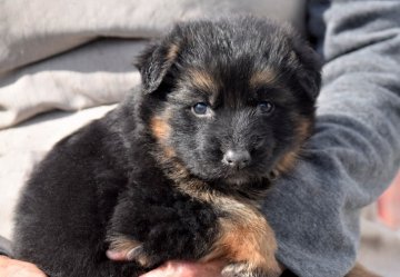 ジャーマン・シェパード・ドッグ【大阪府・女の子・2021年12月23日・ブラック タン】の写真「筋肉体質の華麗なショータイプ🎵将来が楽しみ💕」