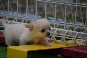 チワワ(ロング)【大阪府・男の子・2017年4月15日・クリーム】の写真「性格の穏やかなおチビちゃん」