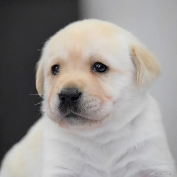 K.T 様のお迎えした子犬