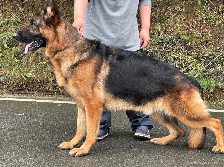 ジャーマン・シェパード・ドッグ【・男の子・2017年11月22日・ブラック&amp;タン】「自然体でこの立ち姿💕」