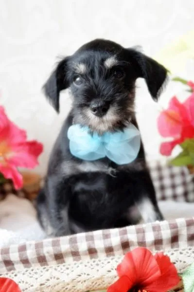 ID：1409-00922の子犬