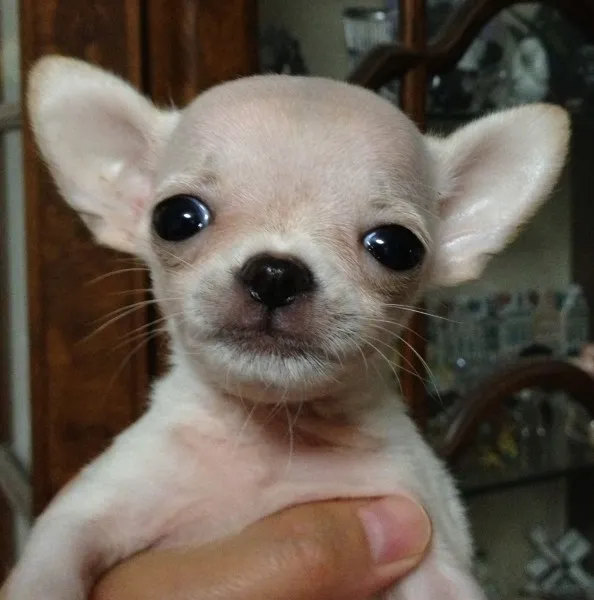 ジェリー 様のお迎えした子犬