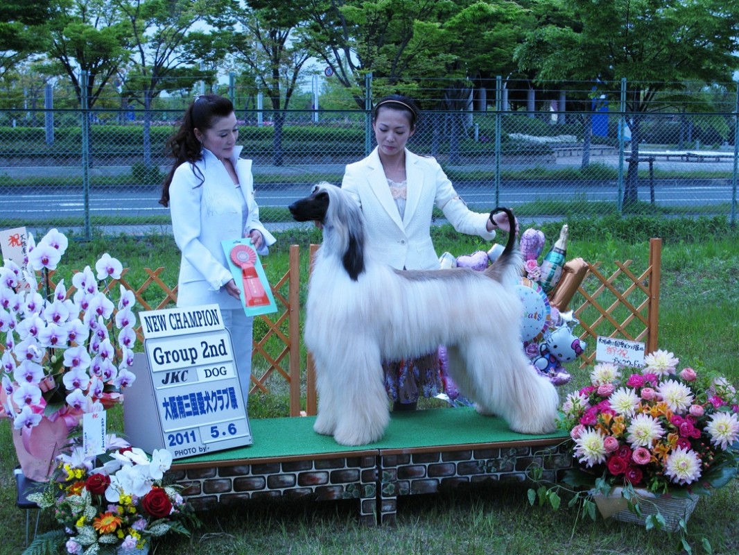 庄田　仁美(しょうだ　ひとみ)ブリーダー(富山県・アフガンハウンド・JKC登録)の紹介写真1