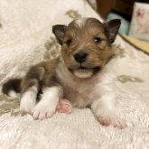 シェットランドシープドッグ