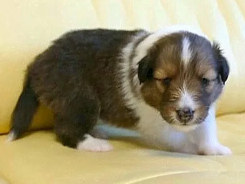 ID：1609-01367の子犬