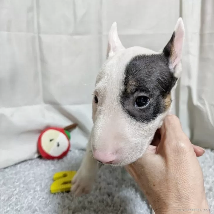 ID：2507-06526の子犬