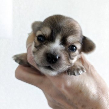 チワックス(チワワ×ダックスフンド)【愛知県・女の子・2025年11月1日・フォーン】の写真「愛らしいお顔小粒サイズ♪フォーン系柄有り女の子＾＾」