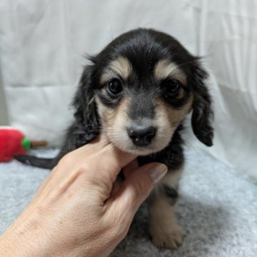 カニンヘンダックスフンド(ロング)【愛知県・女の子・2024年12月19日・ブラック&イエロー】の写真「小粒な両親！抜群に愛らしいお顔立ち♪」