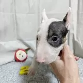 ミニチュアブルテリア【愛知県・女の子・2025年6月16日・ホワイト&ブリンドル】の写真1「希少なアイパンチ模様の女の子！小ぶりながら育ちは順調です！兄妹の中で一番元気いっぱいの明るい子＾＾」