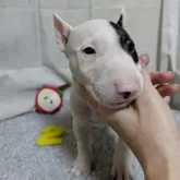 ミニチュアブルテリア【愛知県・女の子・2025年6月16日・ホワイト&ブリンドル】の写真2