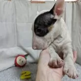 ミニチュアブルテリア【愛知県・女の子・2025年6月16日・ホワイト&ブリンドル】の写真5「真ん丸なお顔＾＾」