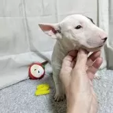 ミニチュアブルテリア【愛知県・女の子・2025年6月16日・ホワイト&ブリンドル】の写真6