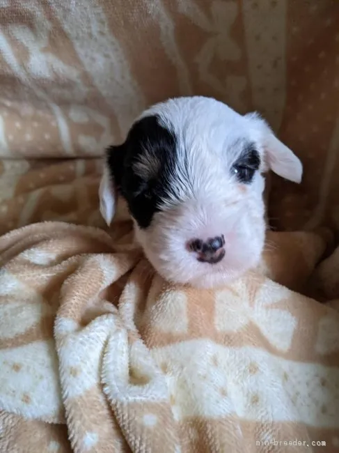 ID：2105-01114の子犬