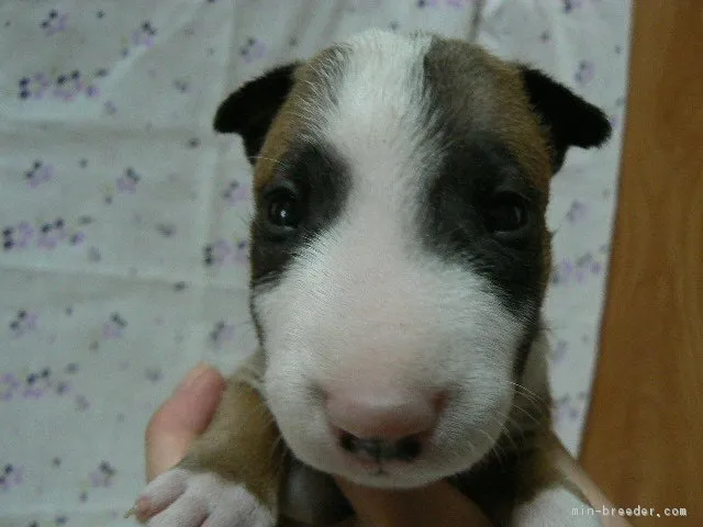 ID：1807-02551の子犬