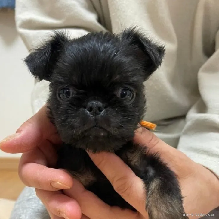 Y.Ｉ 様のお迎えした子犬