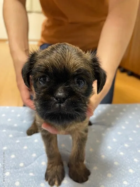 ID：2106-02194の子犬