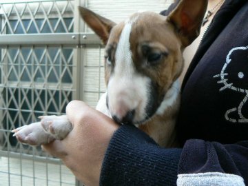 ミニチュアブルテリア【愛知県・女の子・2016年10月5日・レッド&ホワイト】の写真「明朗な可愛らしい元気いっぱいな子です☆」