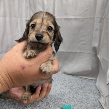 カニンヘンダックスフンド(ロング)【愛知県・男の子・2023年10月25日・シェイデッドイエロー】の写真「小粒な両親♪愛らしいお顔立ち♪期間限定最終価格」