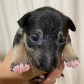 ミニチュアブルテリア【愛知県・男の子・2022年6月23日・ブラック、タン&ホワイト(トライ)】の写真「トライカラーの男の仔！♪」