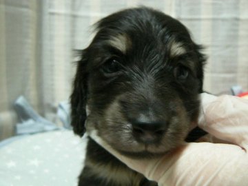 ミニチュアダックスフンド(ロング)【愛知県・男の子・2021年1月13日・ブラック&イエロー】の写真「パパはカニンヘン☆ママは派手なブラクリの子です！」