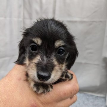 カニンヘンダックスフンド(ロング)【愛知県・男の子・2023年10月25日・ブラック&イエロー】の写真「小粒な両親♪癒し系で愛らしいお顔立ち♪最終価格」