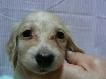 ミニチュアダックスフンド(ロング)【愛知県・女の子・2020年1月30日・イエロー(ピュアクリーム)】の写真「綺麗なイエロー（ピュアクリーム）の女の仔♪」