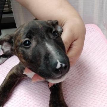 ミニチュアブルテリア【愛知県・女の子・2022年6月23日・ブリンドル&ホワイト】の写真「ぽてぽてな女の仔♪元気いっぱい遊び好き＾＾」