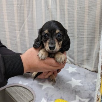 カニンヘンダックスフンド(ロング)【愛知県・男の子・2023年2月8日・ブラックイエロー】の写真「とっても小粒で愛らしいおっとりくんです♪リッジあり」