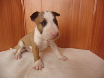 ミニチュアブルテリア【愛知県・男の子・2014年8月16日・レッド&ホワイト】の写真「きれいに柄の入った男の子デス！」