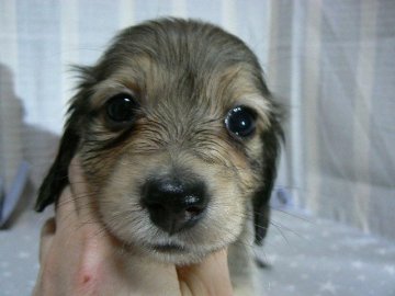 カニンヘンダックスフンド(ロング)【愛知県・男の子・2021年3月28日・シェイデッドイエロー】の写真「癒し系でとっても愛らしいお顔立ちの男の子です♪」