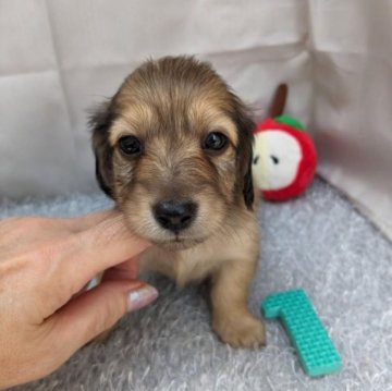 カニンヘンダックスフンド(ロング)【愛知県・男の子・2023年5月26日・イエロー系】の写真「愛らしいお顔立ちの男の仔♪期間限定ご紹介です」