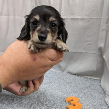 カニンヘンダックスフンド(ロング)【愛知県・女の子・2023年10月25日・ブラック&イエロー】の写真「小粒な両親♪派手派手ちゃん♪期間限定最終価格」